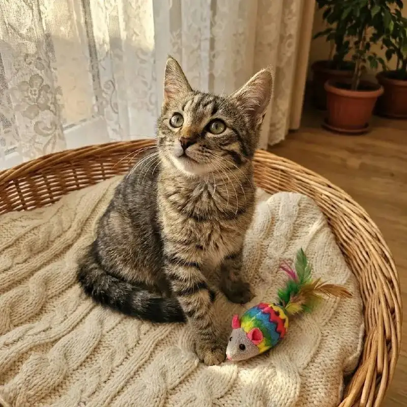 Котята в добрые руки - Животные в Казань