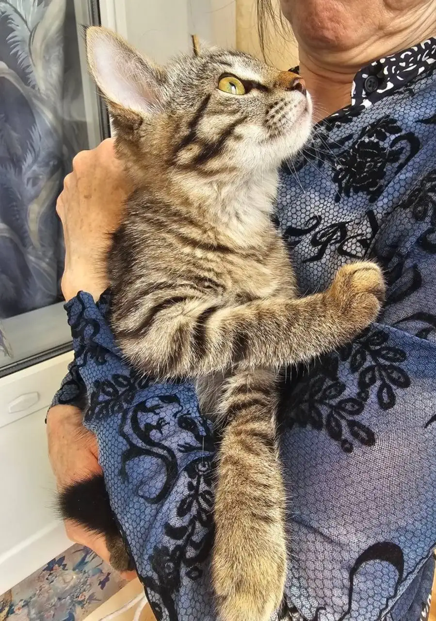 Котята в добрые руки - Животные в Казань