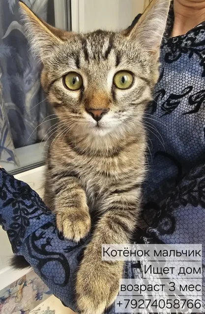 Котята в дар - Животные в Казань
