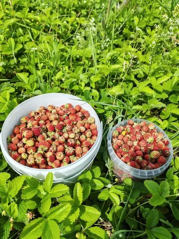 Продажа земляники луговой - Рюкзаки в Казань