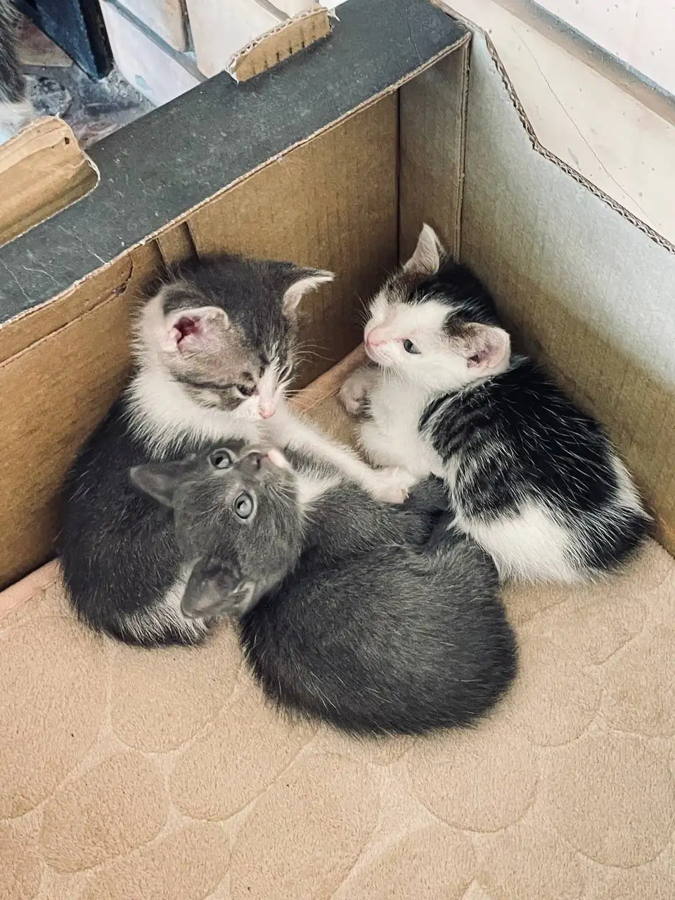 Котята ищут дом - Кошки (Животные) в Казань