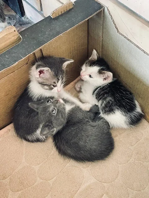 Котята ищут дом - Животные в Казань