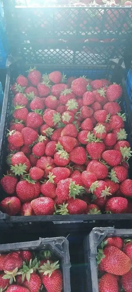 Продажа клубники свежей - Фрукты и ягоды (Продукты) в Казань