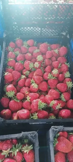Продажа клубники свежей - частное объявление в Казань