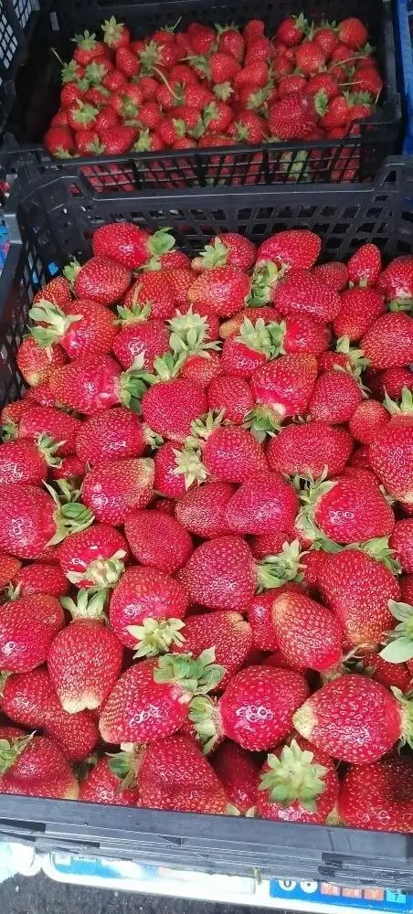 Продажа клубники свежей - Фрукты и ягоды (Продукты) в Казань