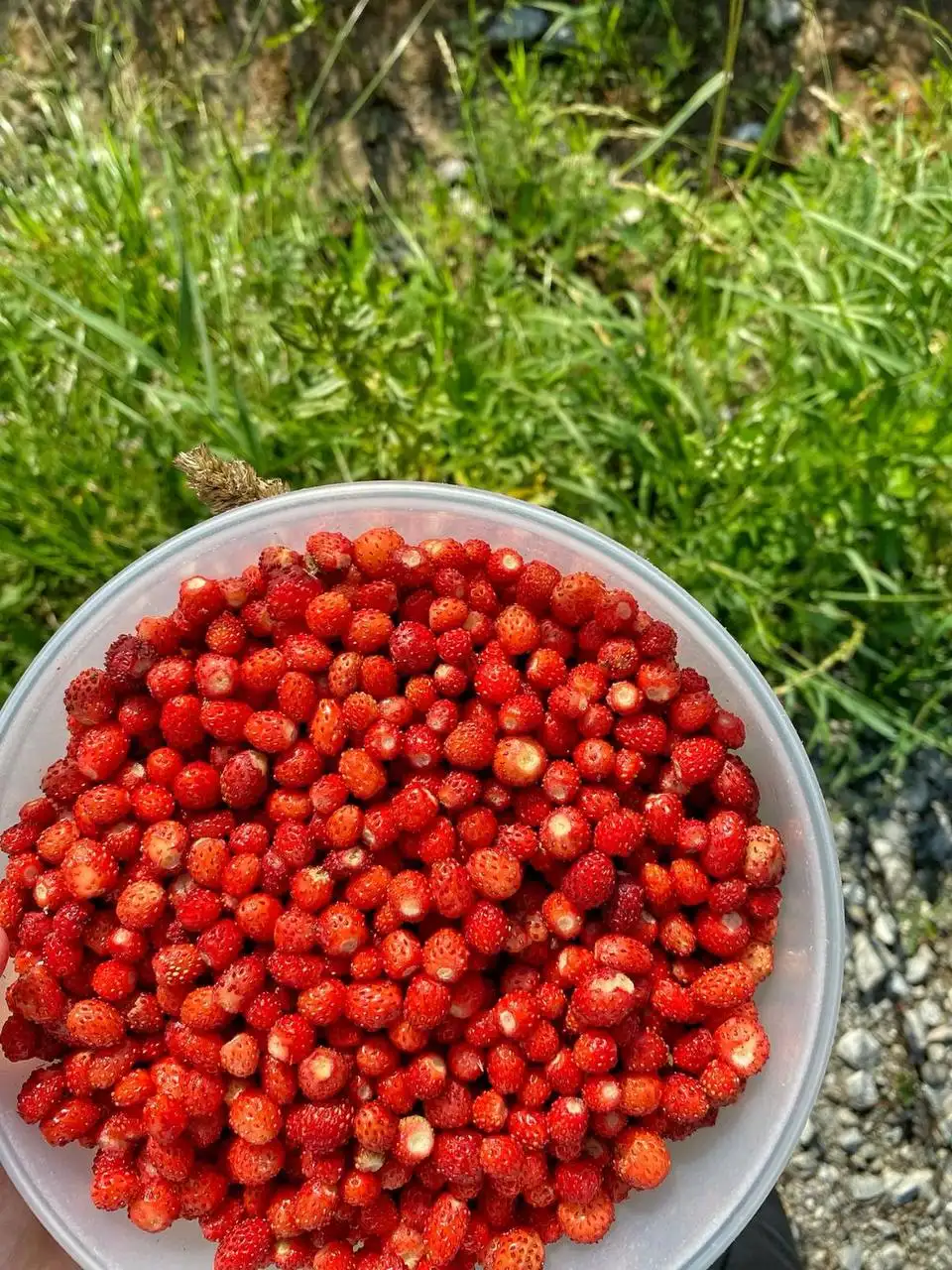 Свежая лесная земляника - Продукты в Казань