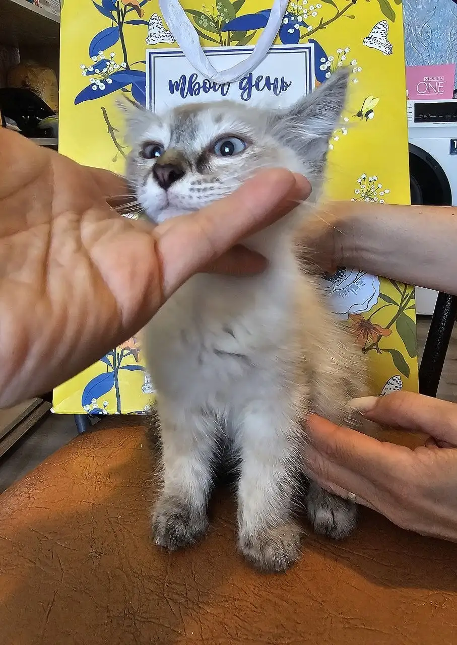 Котята ищут дом - Кошки (Животные) в Казань