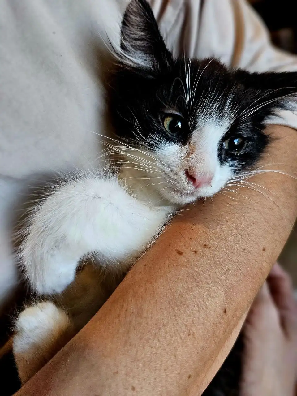 Котята ищут дом - Кошки (Животные) в Казань