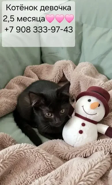Котята ищут дом - Животные в Казань