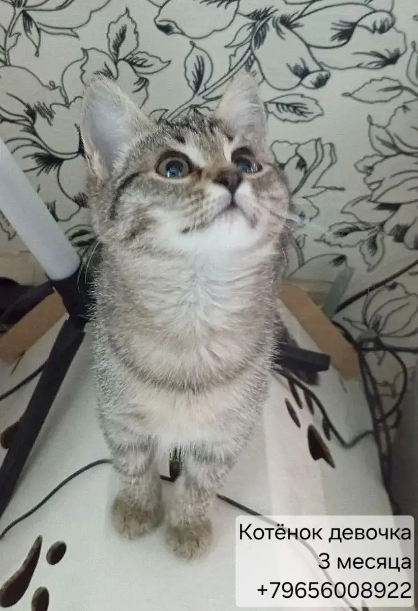 Котята ищут дом - Кошки (Животные) в Казань