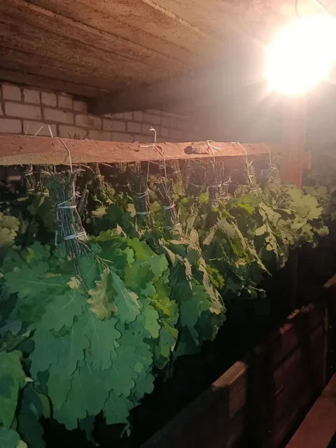 Продажа дубовых и берёзовых веников, подлещики - Стоматология в Казань