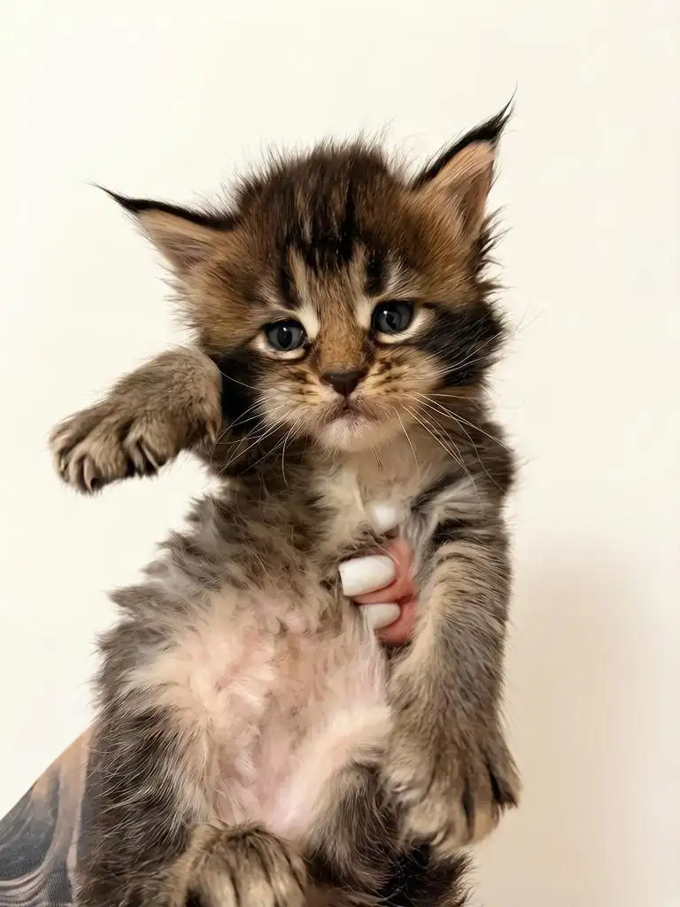 Продажа котят Мейн-кун - Кошки (Животные) в Казань