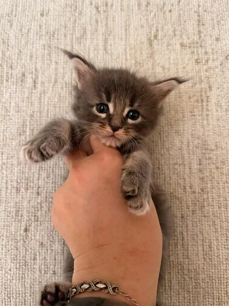 Продажа котят Мейн-кун - Кошки (Животные) в Казань