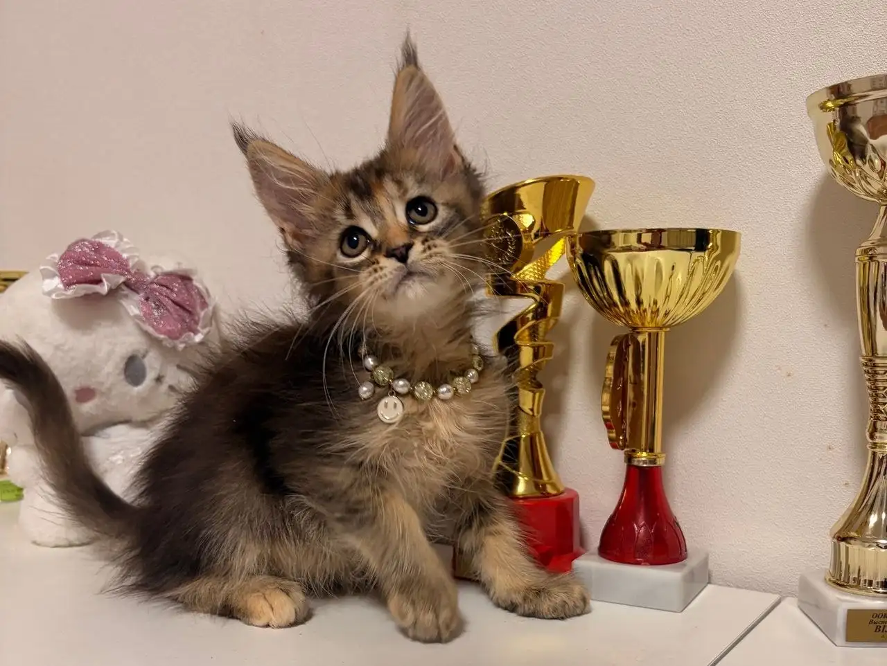 Продажа котят Мейн-кун - Кошки (Животные) в Казань