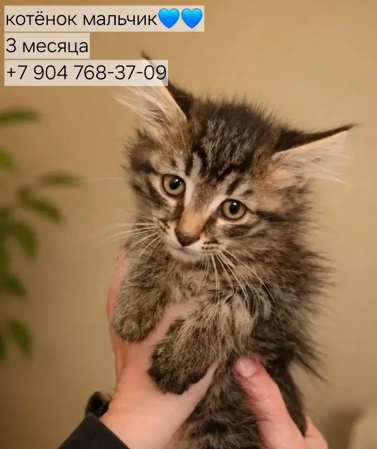 Котята ищут дом - Кошки (Животные) в Казань