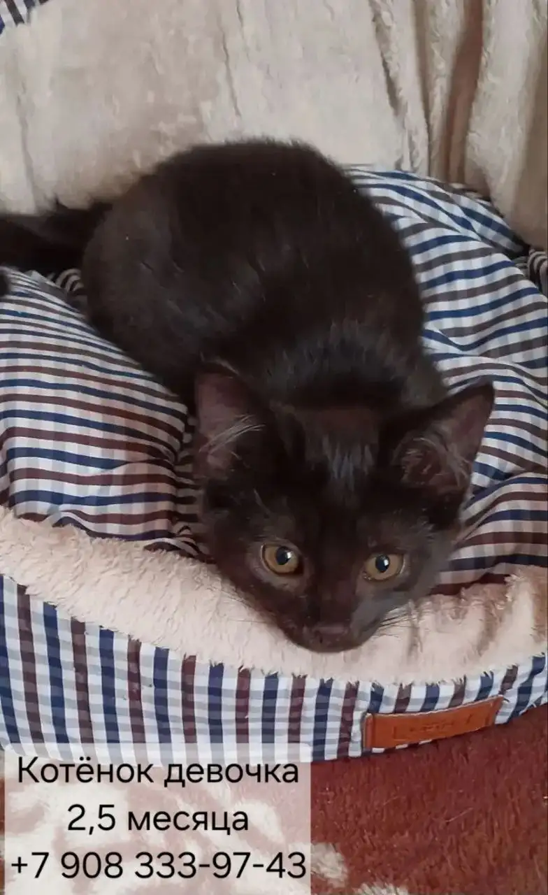 Котята ищут дом - Кошки (Животные) в Казань