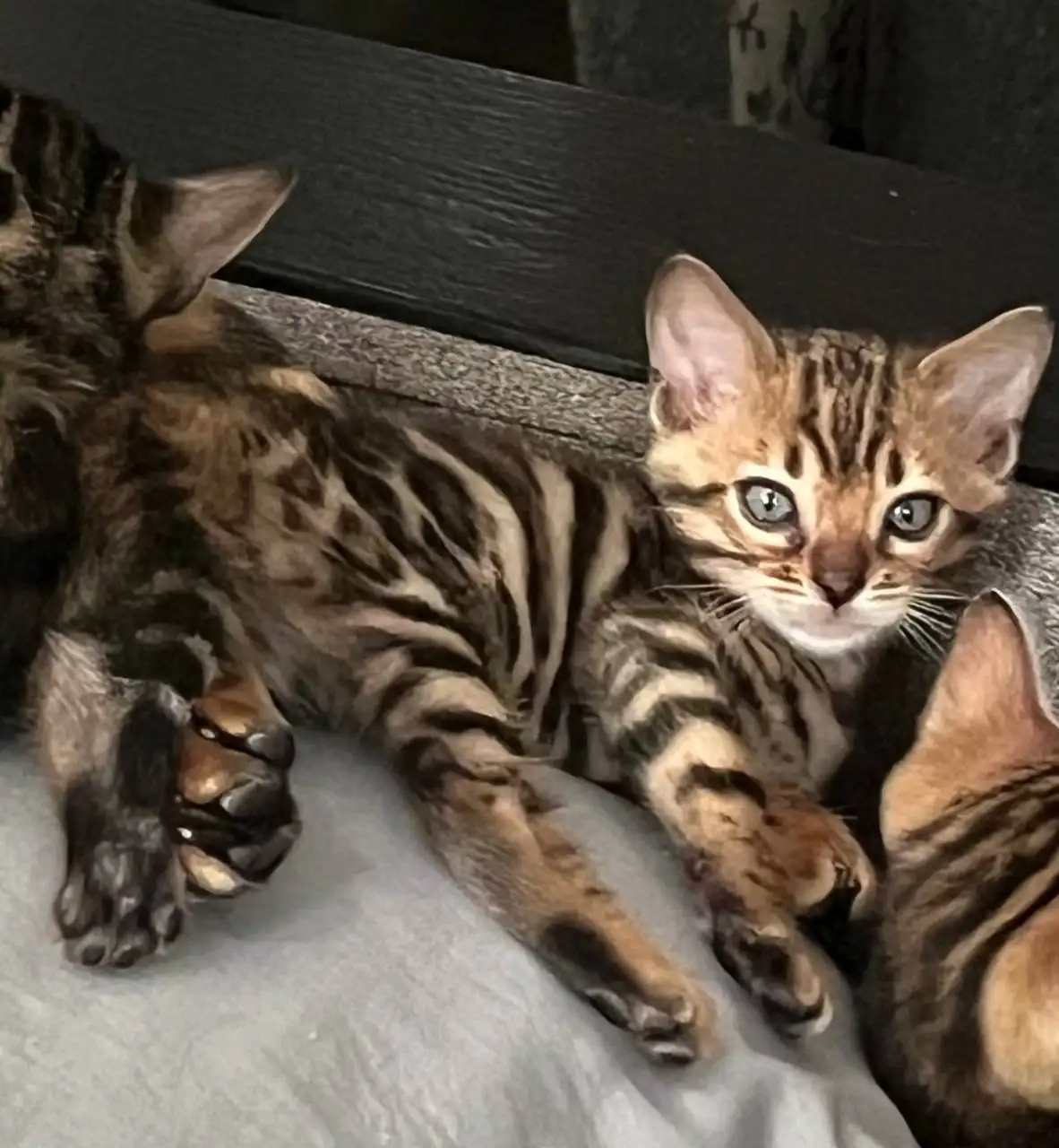 Продам котят бенгалов - Кошки (Животные) в Казань