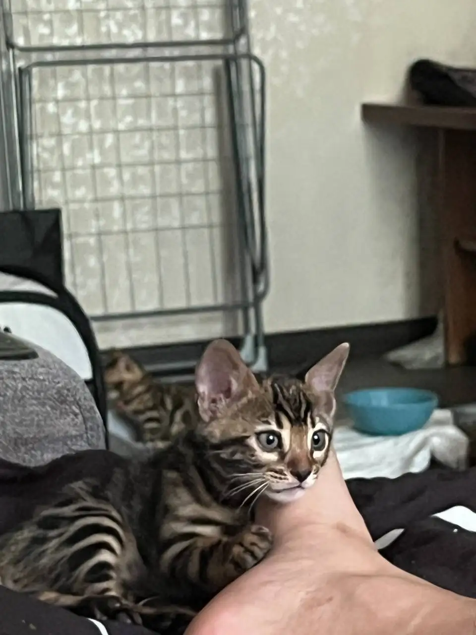 Продам котят бенгалов - Кошки (Животные) в Казань