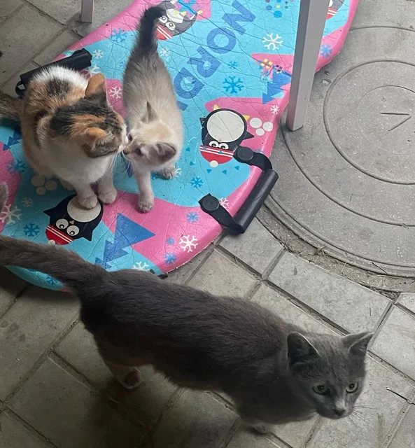 Отдам в добрые руки котят и кошек - частное объявление в Казань