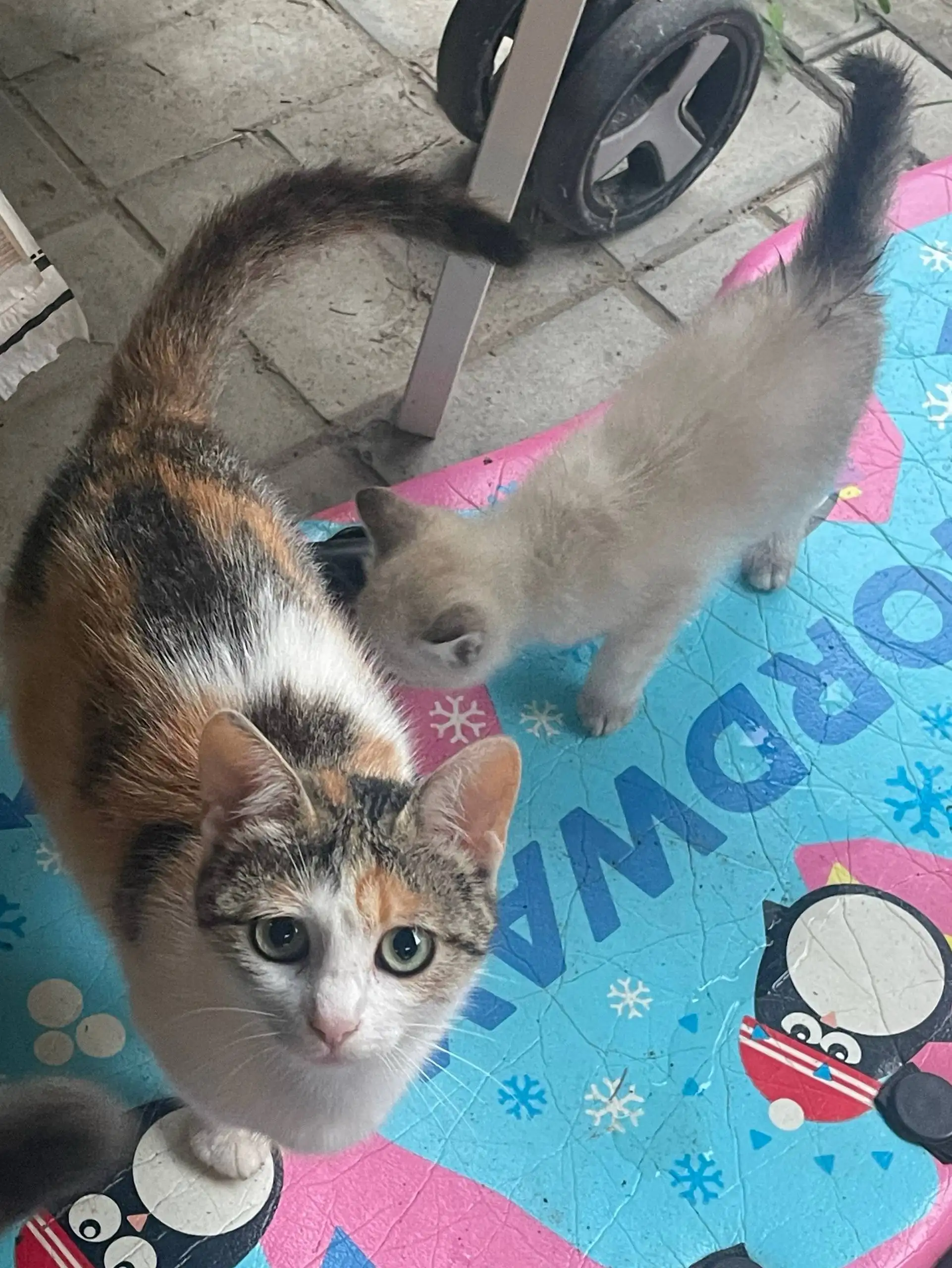 Отдам в добрые руки котят и кошек - Кошки (Животные) в Казань