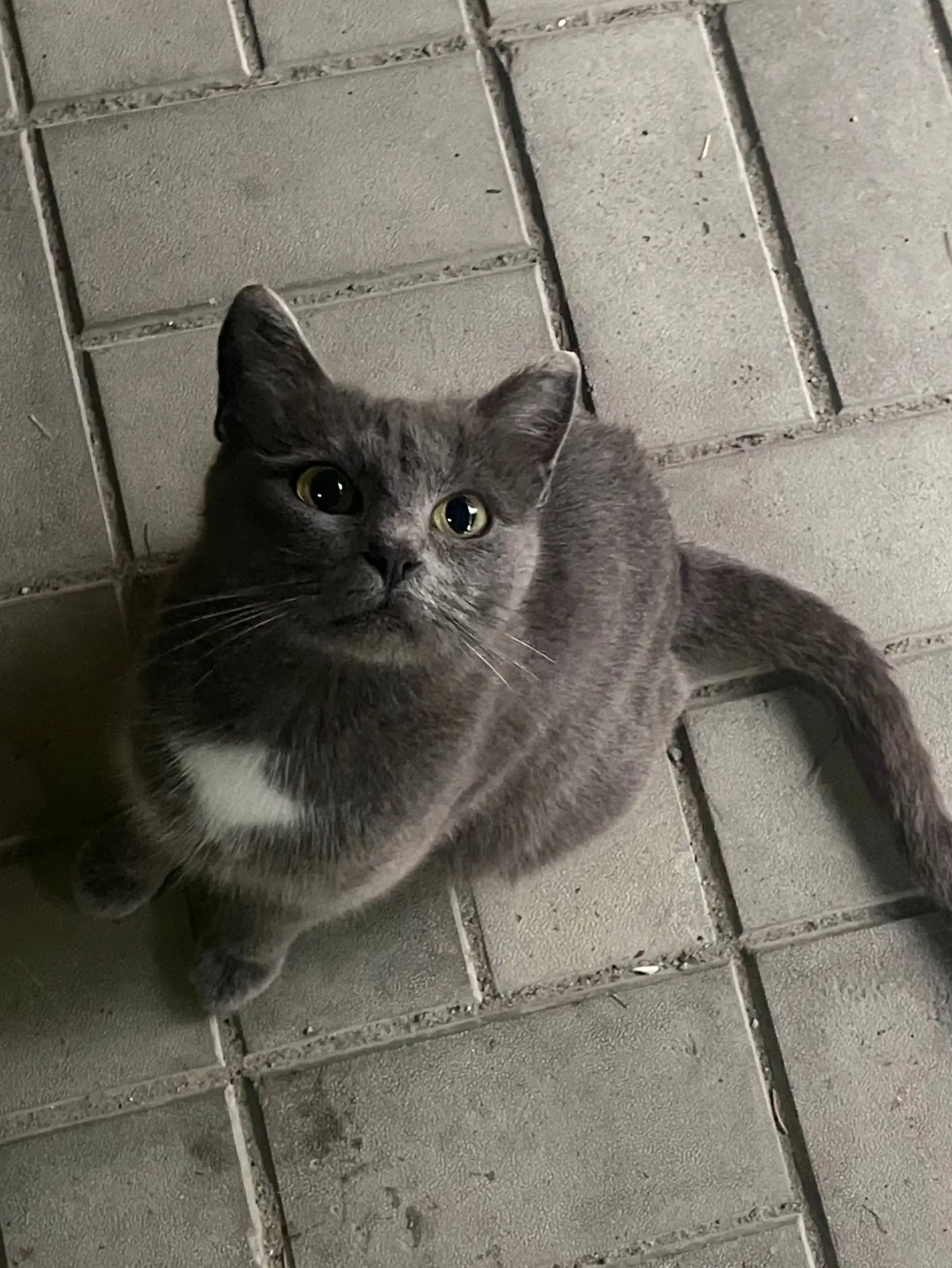 Отдам в добрые руки котят и кошек - Кошки (Животные) в Казань