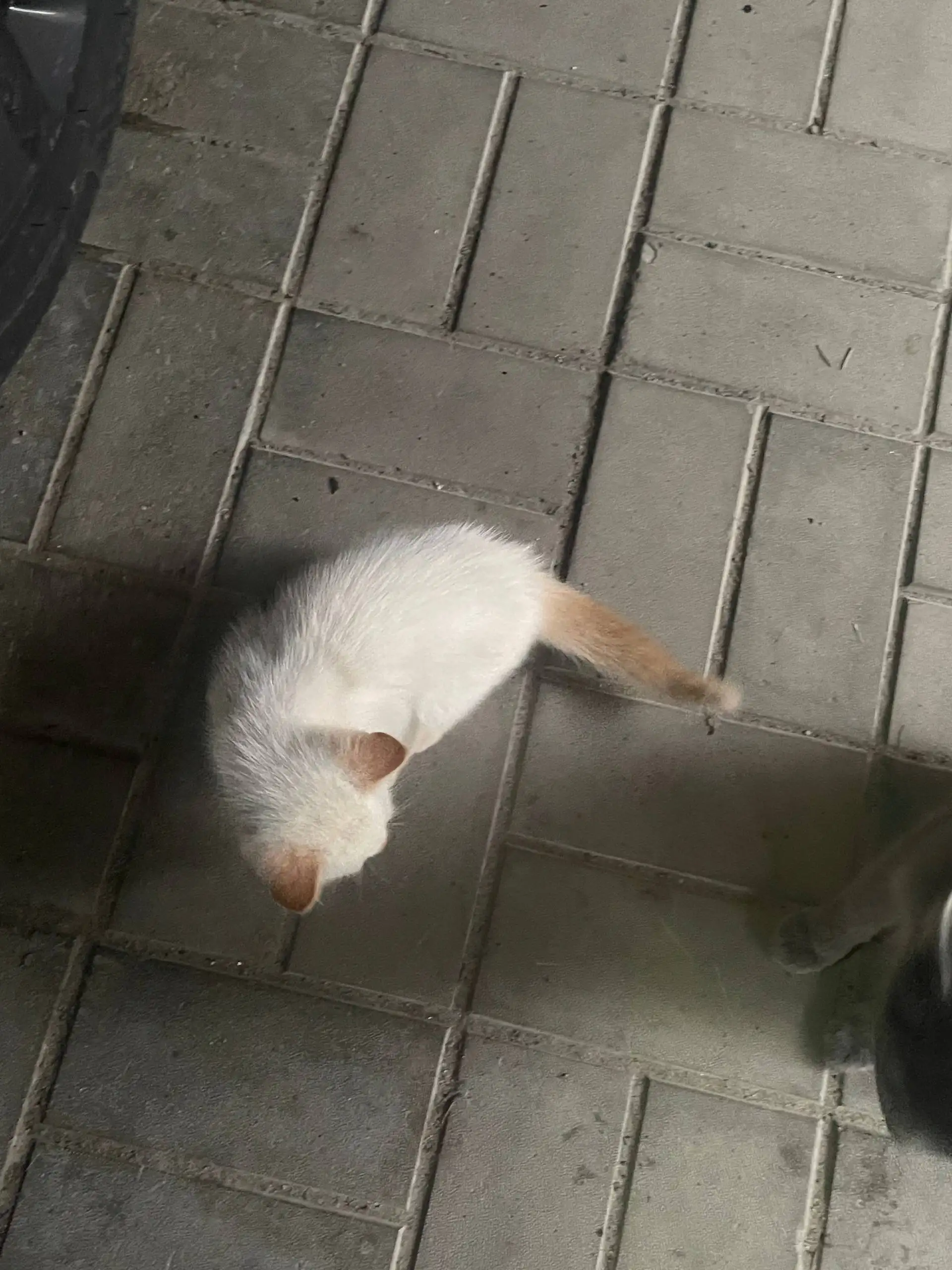 Отдам в добрые руки котят и кошек - Кошки (Животные) в Казань