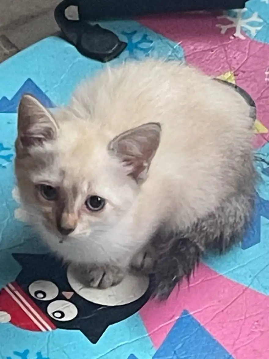 Отдам в добрые руки котят и кошек - Кошки (Животные) в Казань
