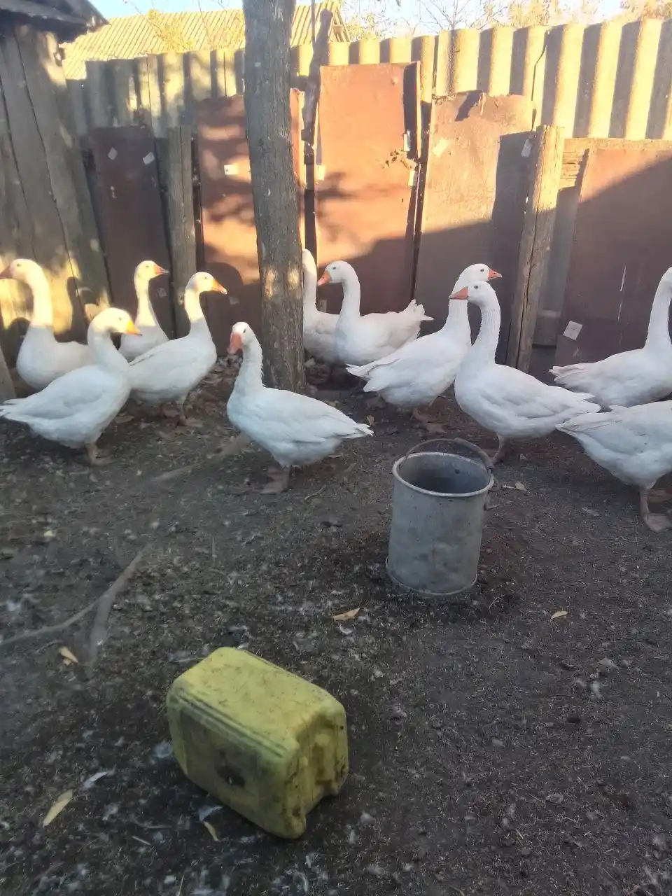 Сдам жилой дом в тихой деревне