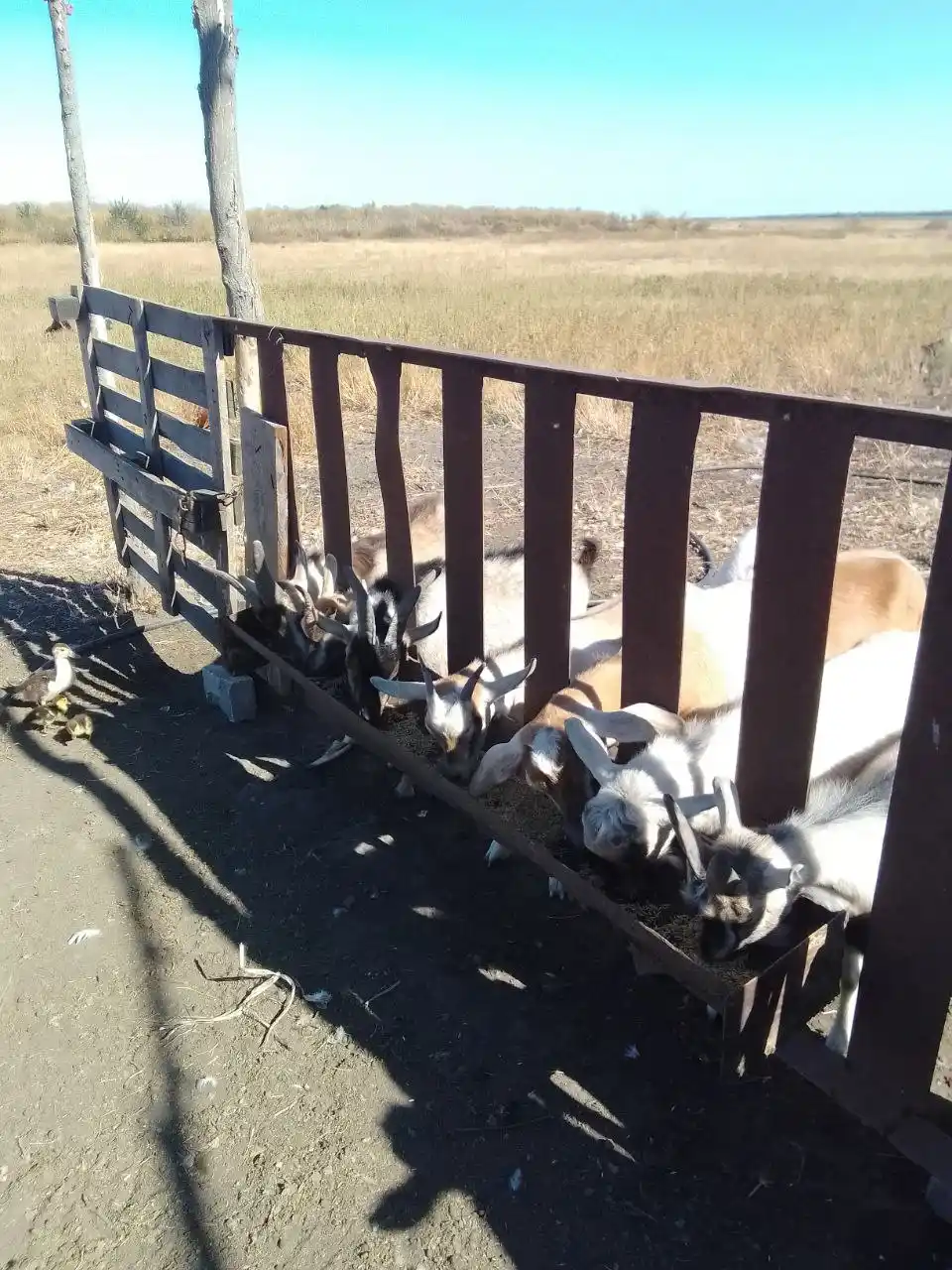 Сдам жилой дом в тихой деревне