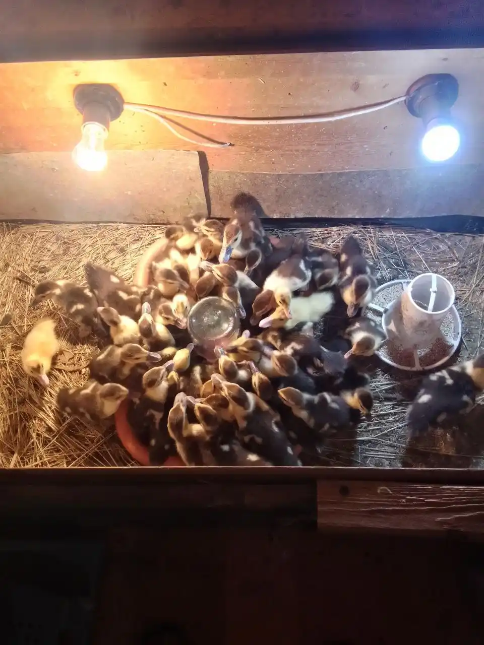 Сдам жилой дом в тихой деревне