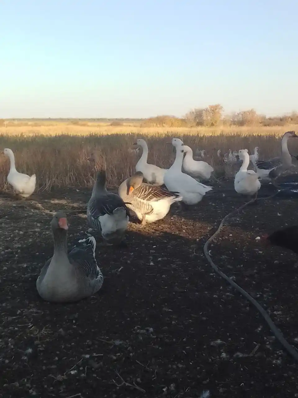 Проживание в деревне с поддержкой