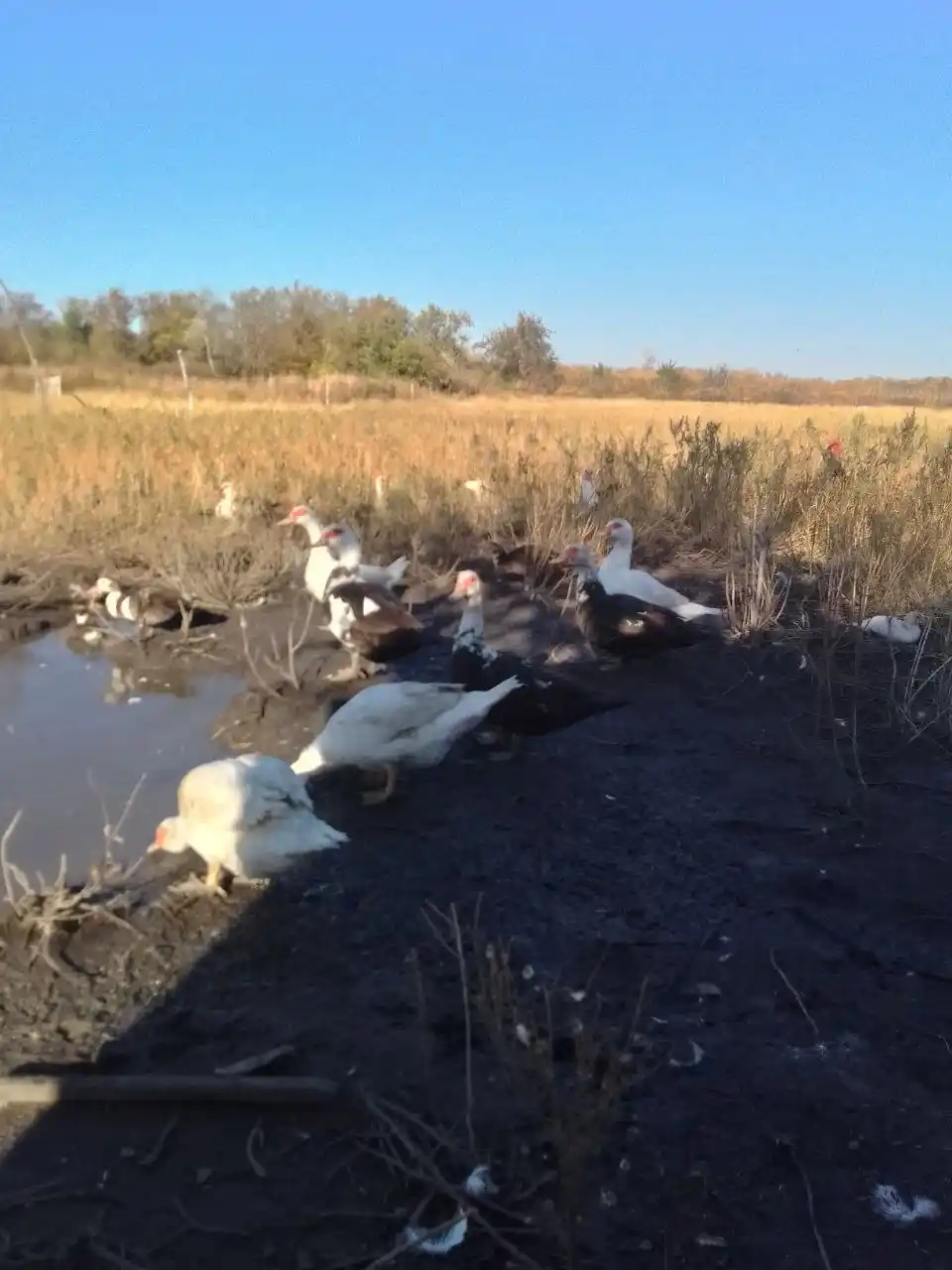 Проживание в деревне с поддержкой