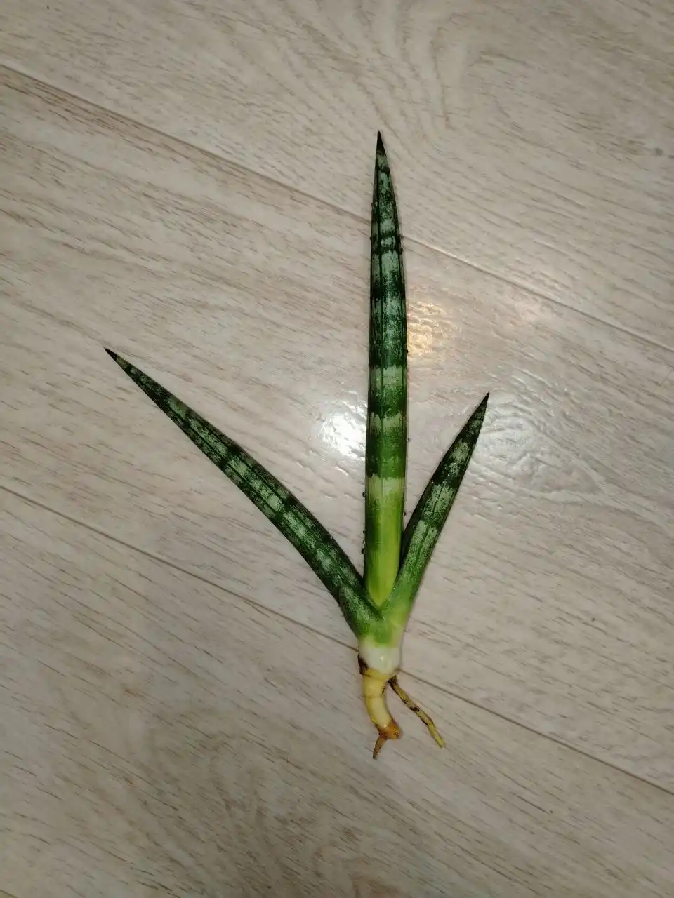 Сансевиерия бонселенис