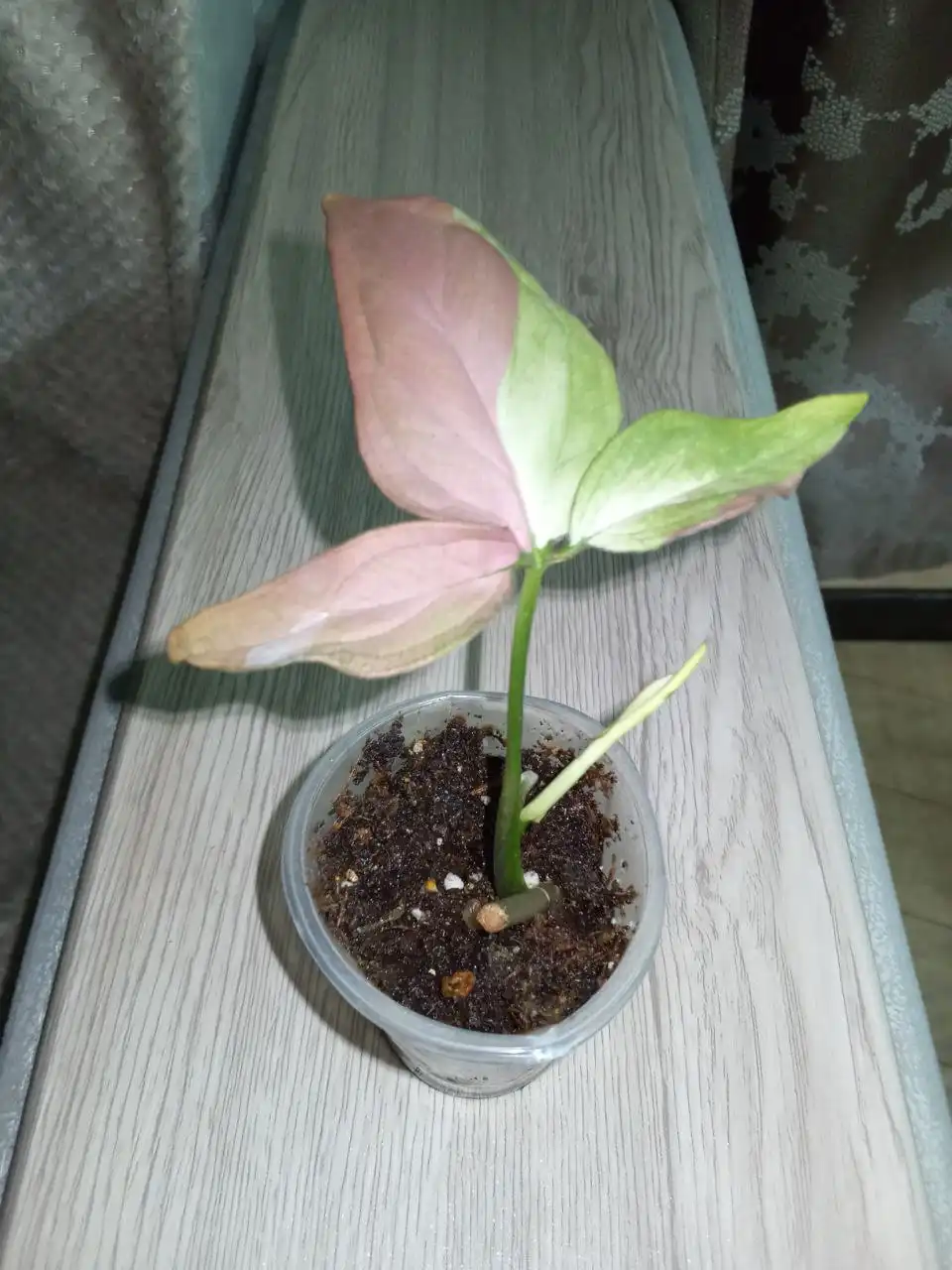 Сингониум Пинк спот триколор