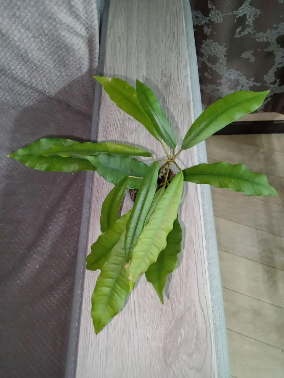 Фикус формозана