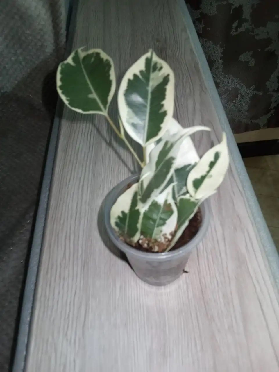 Фикус Дегантель