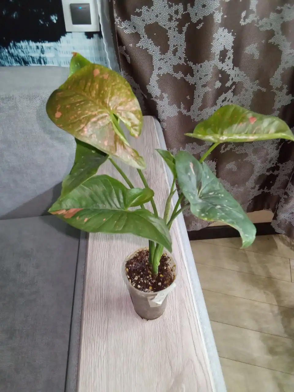 Сингониум Пинк сплеш