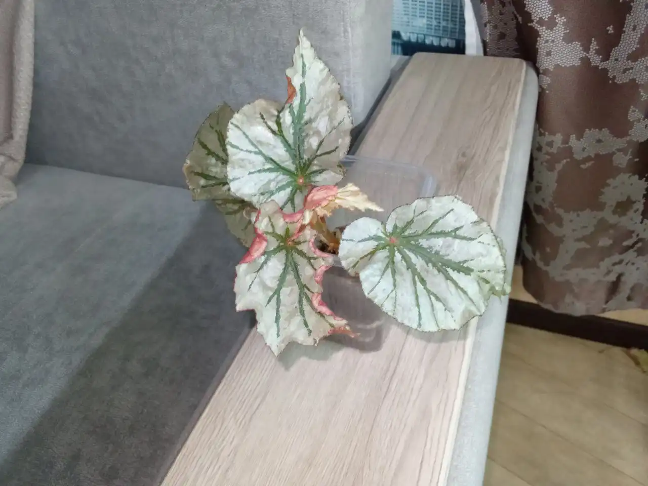 Бегония кейн Лукин Гласс