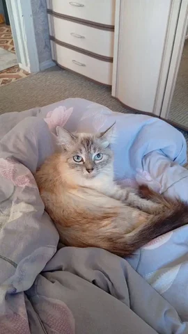 Отдам кошечку в добрые руки - Животные в Волгоград