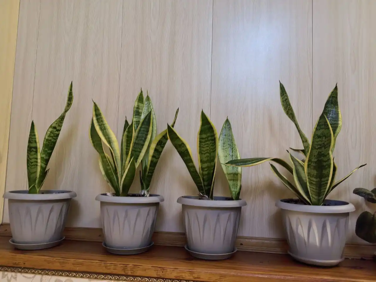 Тёщин язык с горшочком