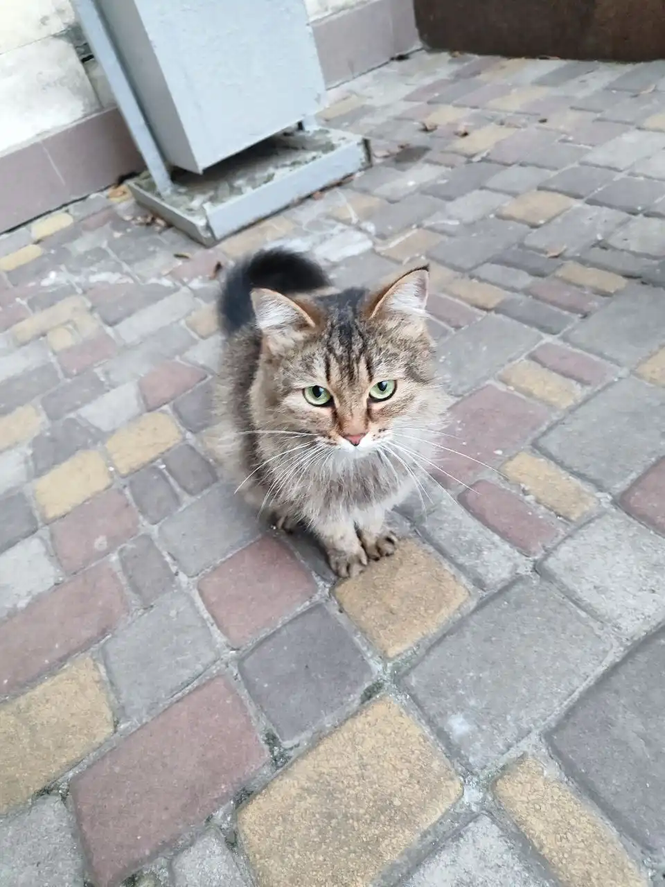 Пристраиваем молодую зеленоглазую кошечку в Волгограде