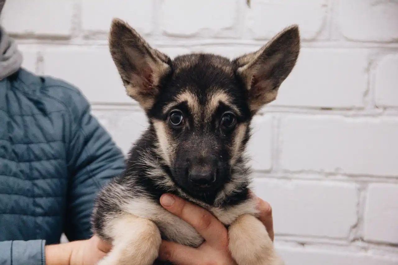Щенки Восточноевропейской овчарки в Волгограде