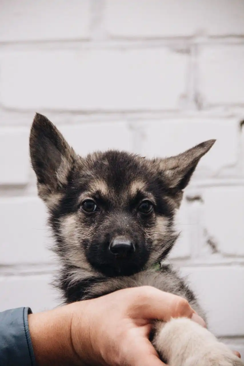 Щенки Восточноевропейской овчарки в Волгограде