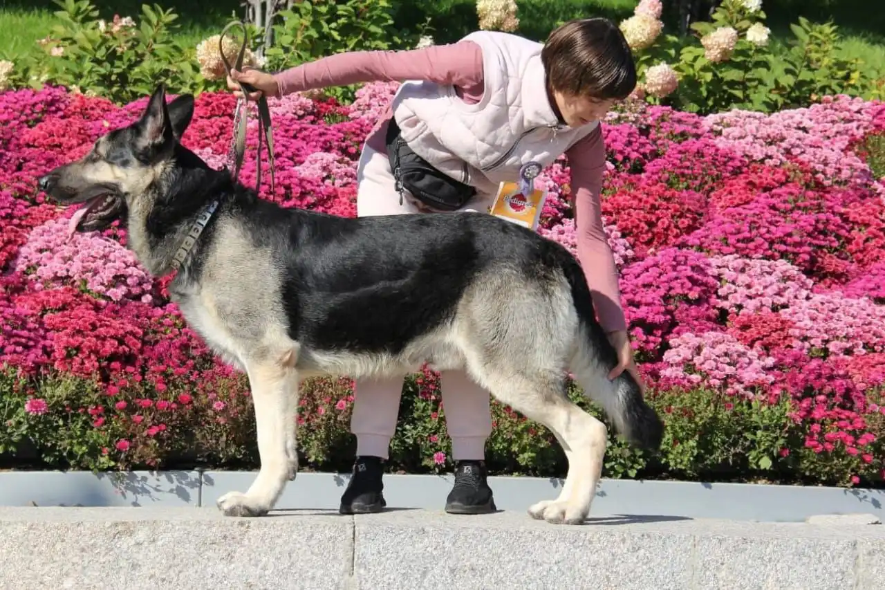 Щенки Восточноевропейской овчарки в Волгограде