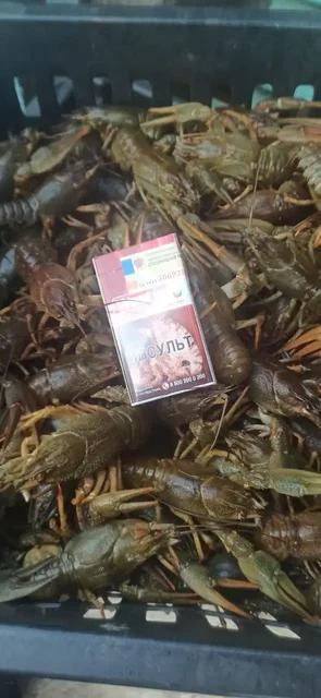 Продажа раков микс и крупных - частное объявление в Волгоград