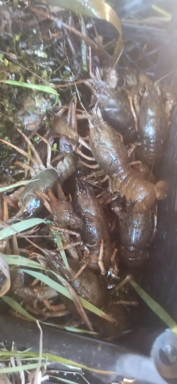 Продажа раков микс и крупных