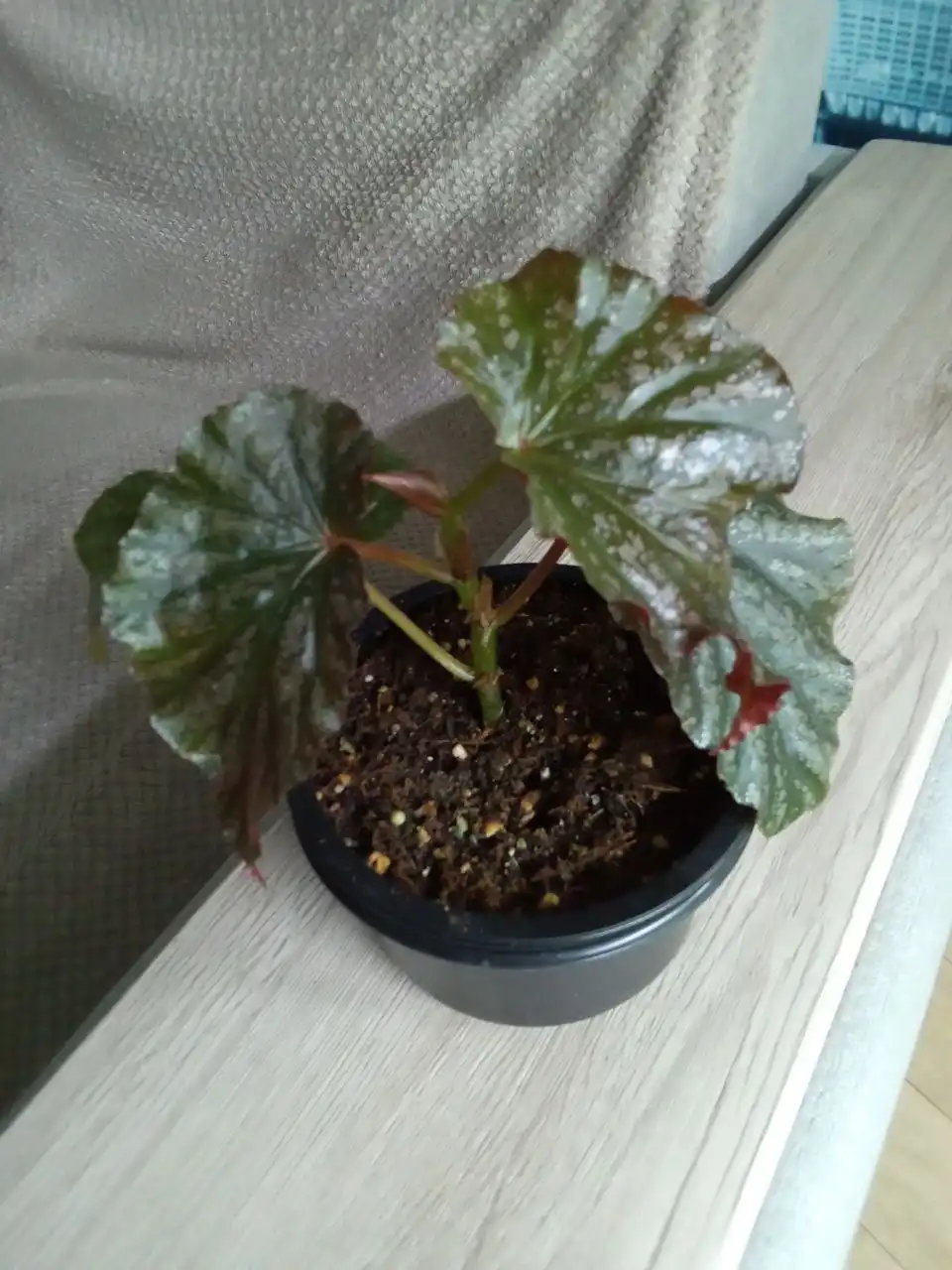 Продажа бегонии кейн Ирен ньюс в Волгограде