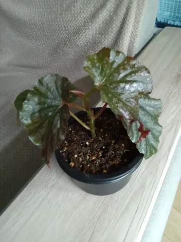 Продажа бегонии кейн Ирен ньюс в Волгограде - частное объявление в Волгоград