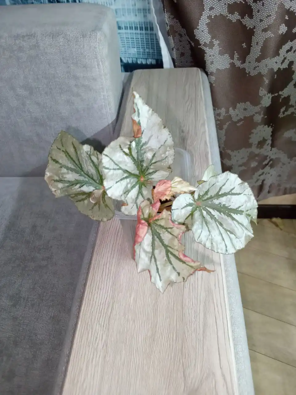 Бегония Лукин Гласс