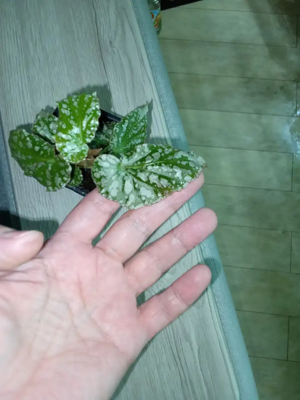 Бегония кейн том мент